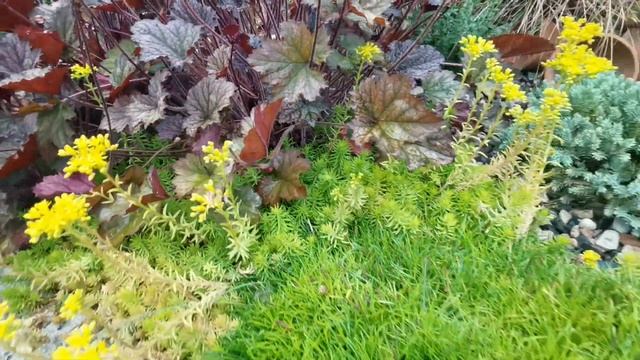 Очиток отогнутый (скальный или шиловидный), агротехника, размножение и использование в дизайне сада смотреть онлайн