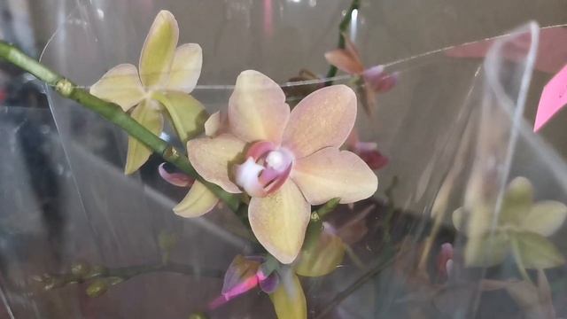 Kaoda, Paphiopedilum Maudiae и другие орхидеи с названиями в магазине Экофлора г. Омск. смотреть онлайн