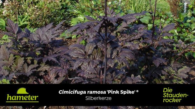 Actaea ramosa 'Pink Spike'® - Silberkerze смотреть онлайн