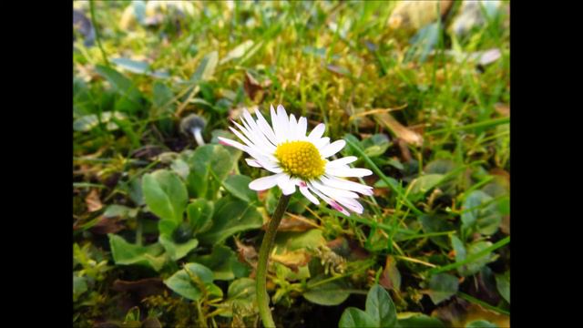 Klangbeispiel смотреть онлайн