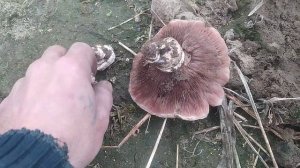 Гриб шампиньон полевой #грибы #