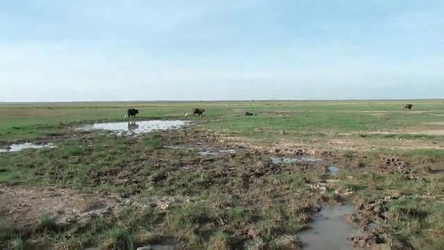 Amboseli National Park - Kilimanjaro - Kenya