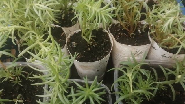 Этот однолетник черенкуется на 100%.Попробуйте у Вас получиться. смотреть онлайн