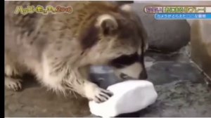 Енот и сахарная вата