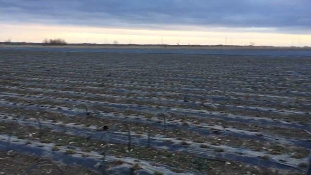 Дуги для клубники тоннель смотреть онлайн