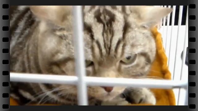 Породы Кошек, от Бенгала до Экзота смотреть онлайн