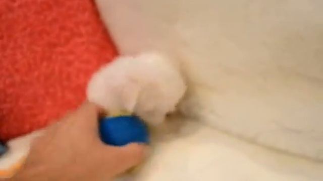 MALE BABY-FACE TEACUP MALTESE