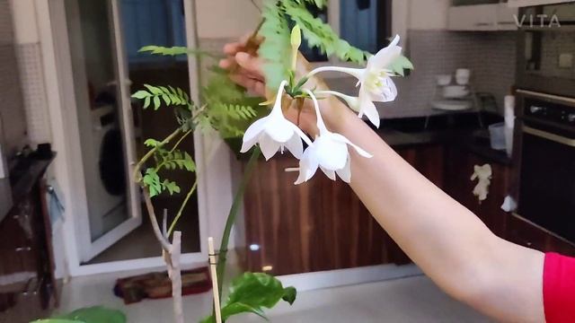 Eucharis Amazonica / Amazon Lily Care смотреть онлайн