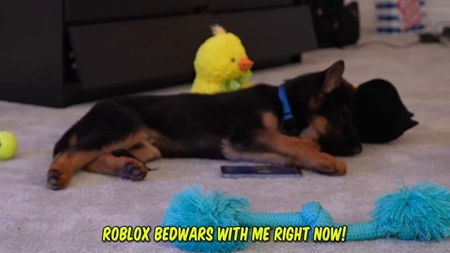 I taught MY DOG how to play Roblox! смотреть онлайн