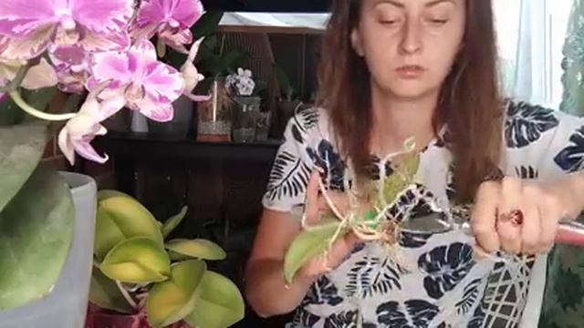 Ужас❗Мне привезли ГНИЛЬ в ГОРШКАХ на ПЕРЕСАДКУ ❗СДЕЛАЮ ВСЕ ВОЗМОЖНОЕ, ОРХИДЕИ ЖИВИТЕ смотреть онлайн