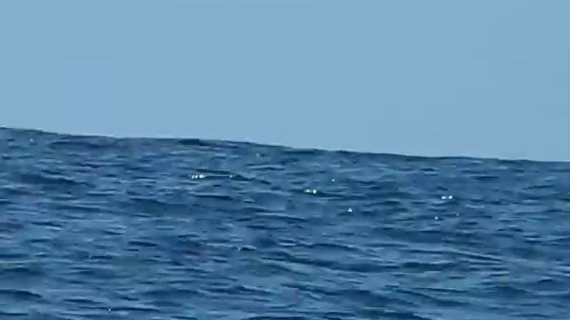 Whales close to the kayak смотреть онлайн