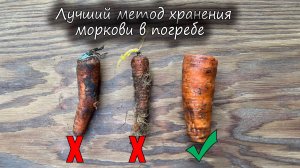 Лучший метод хранения моркови в погребе