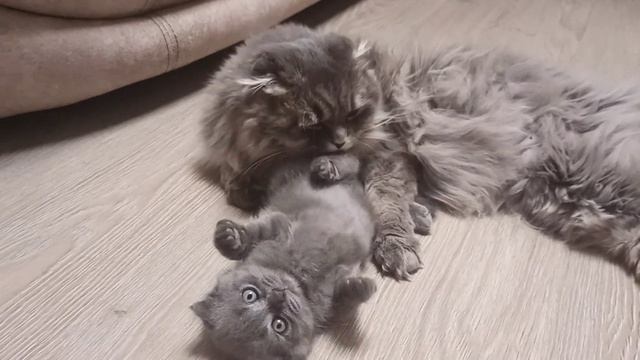 Как Эрик воспитывал Ватсона. /Eric the cat brings up Watson the kitten/ Врождённый Макаренко смотреть онлайн