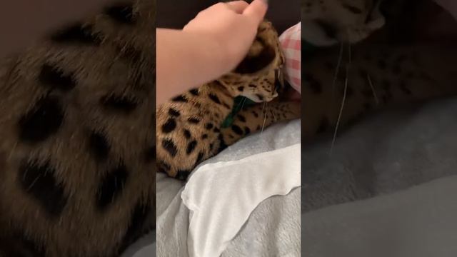 Милые котята Каракала смотреть онлайн