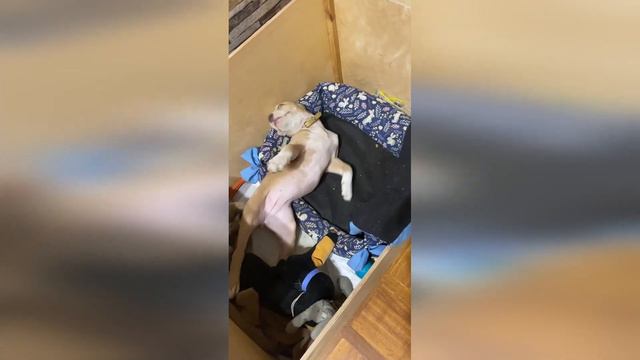 Джесси. Как сбросить лишнюю энергию / Jessie. How to release excess energy смотреть онлайн