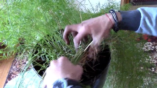 Аспарагус!Как пересадить аспарагус?Вазон аспарагус! смотреть онлайн