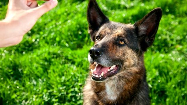 10 КЛАССНЫХ СПОСОБОВ ПОИГРАТЬ С СОБАКОЙ смотреть онлайн