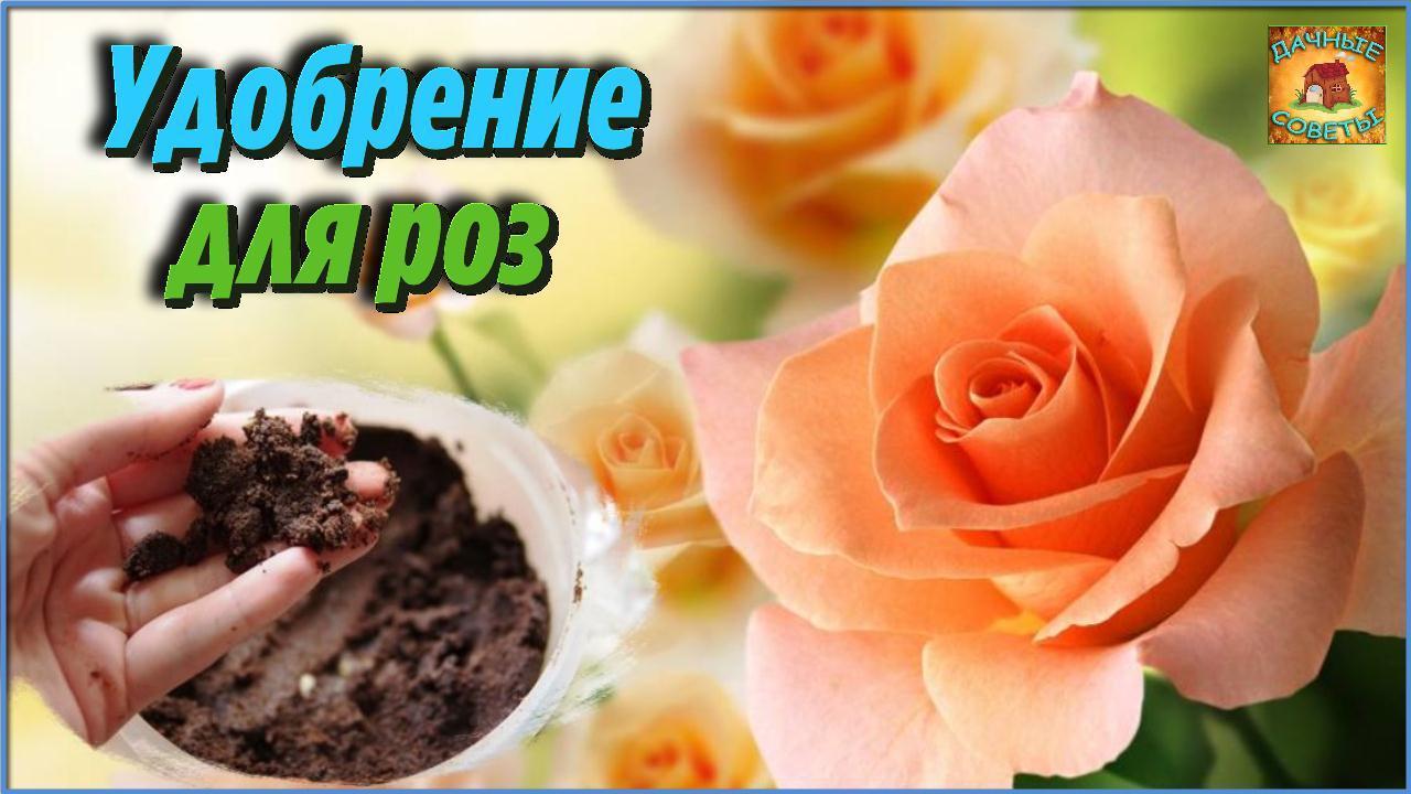 Даже от ТЛИ помогает! Спасибо СОСЕДКЕ за шикарное УДОБРЕНИЕ ДЛЯ РОЗ из кофейной гущи Дачные Хитрости смотреть онлайн