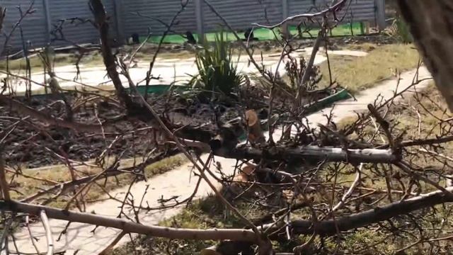 Как чистить яблоню от короеда. смотреть онлайн