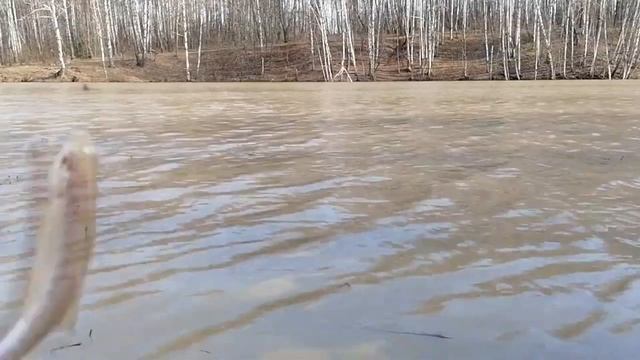 Открыл сезон на открытой воде. Плота порадовала своим клёвом. смотреть онлайн