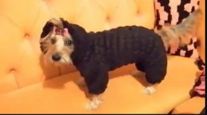 Меховой комбинезон для собаки, раскрой и пошив