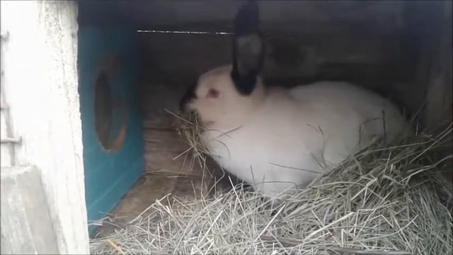 Крольчиха готовится к окролу смотреть онлайн