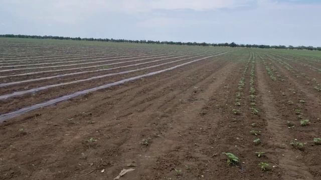 Подсолнечник под пленкой и без смотреть онлайн