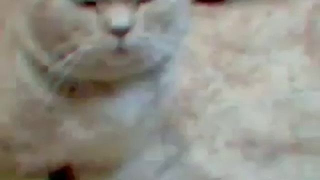 Мой любимый рыжий кот смотреть онлайн