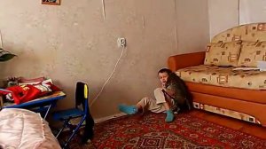 кошка нападает на ребенка