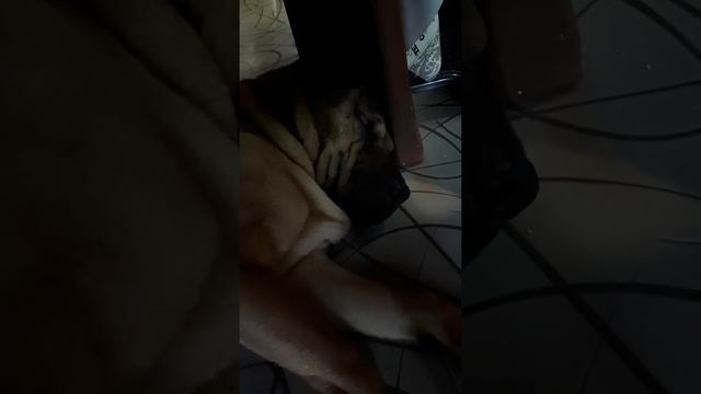 собака храпит как человек смотреть онлайн