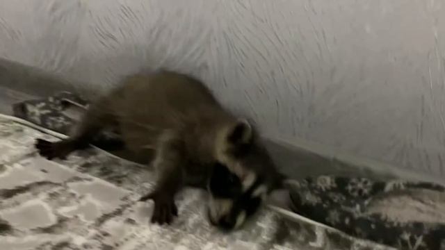 Маленький енотик 1 месяц смотреть онлайн