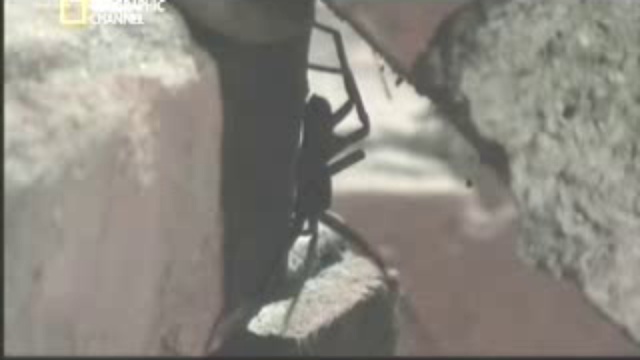 Простой таракан