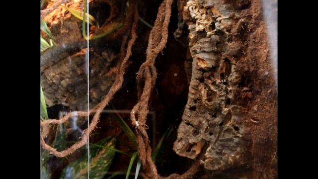 Relaxing Gastropholis Prasina footage with music (Green Keel Bellied Lizard) смотреть онлайн