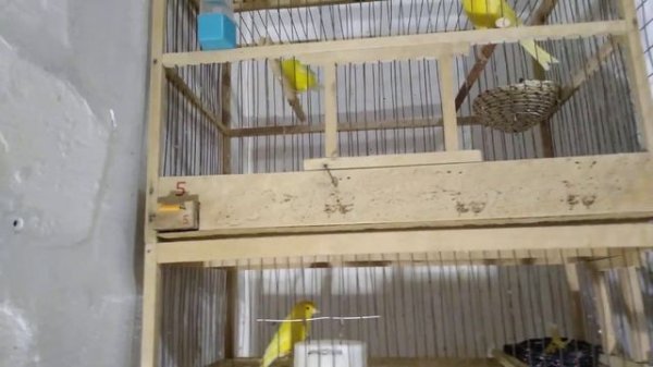 Канарейка,проблемы начинающих канароводов Как разводить канареек.Canary, problems of novice canarie