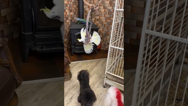 cute cockatoo parrot and dog смотреть онлайн