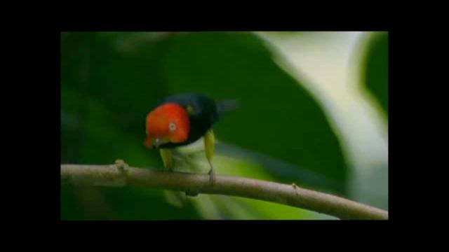 U Can't touch this Manakin bird смотреть онлайн
