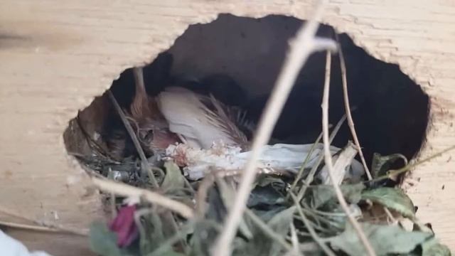 Java Finch Family Breeding Story смотреть онлайн