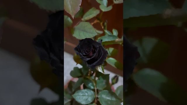 Rose ' Black Baccara' ( ব্ল্যাক বাকারা কালো গোলাপ ) смотреть онлайн