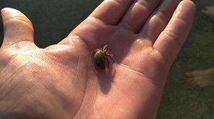 Морской обитатель. Как выглядит рак отшельник. много мелких раков бегают по дну моря. Живые раки