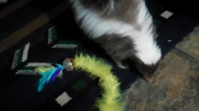 Pet skunk Bilbo playing смотреть онлайн