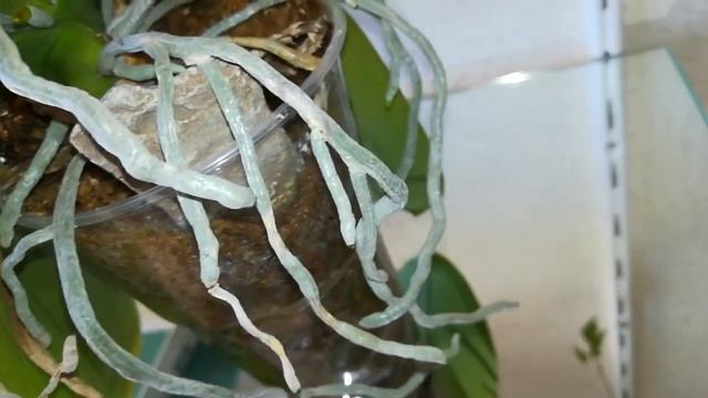 НЕУКРОТИМЫЙ #PHALAENOPSIS #POPCORN ??? смотреть онлайн