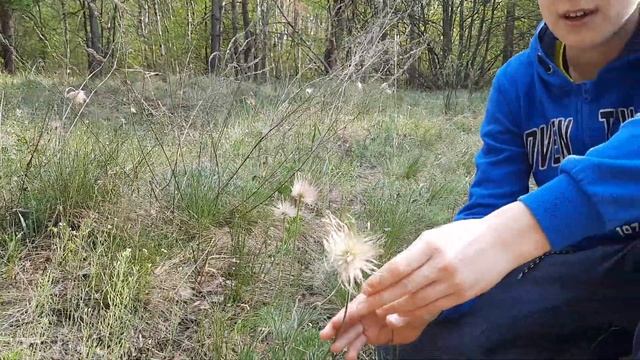 Какая Сон-трава через месяц? смотреть онлайн