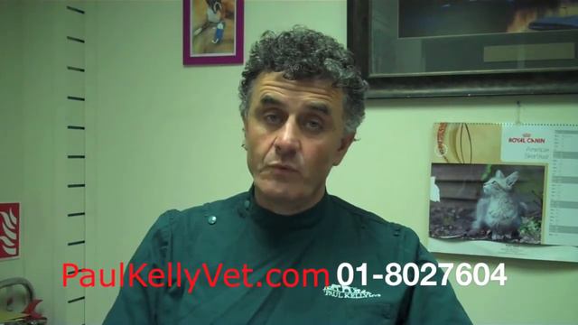 Male Cat Castration Paul Kelly Veterinary Surgeon смотреть онлайн