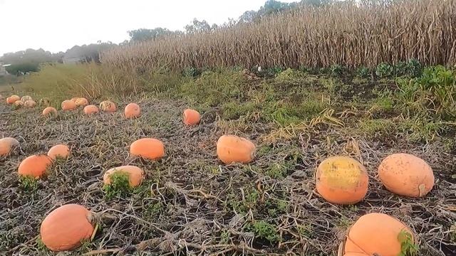 Тыква созрела, скоро начнём убирать. смотреть онлайн