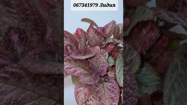 My Beautiful Episcia Lavender Lady, Эписция лавандовая леди