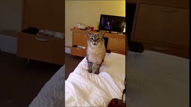 Мега-чих смотреть онлайн