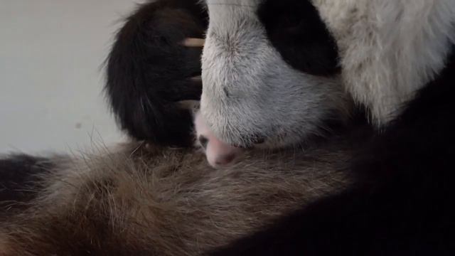 Малыш панда Растëт с Космической скоростью Московский зоопарк👀🐼🔥🥰Baby Panda Growing Moscow Zoo👀🐼🔥🥰 смотреть онлайн