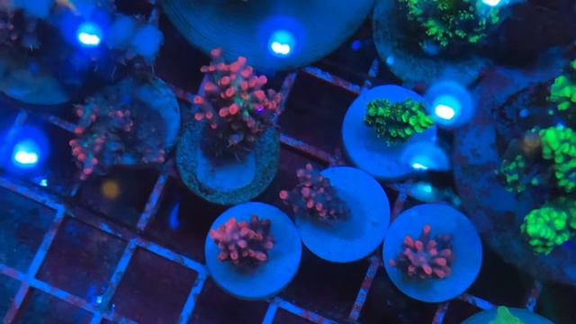 REx Short Cake Acro.«REEF EXCLUSIVE» смотреть онлайн