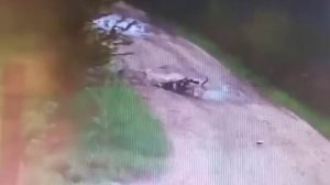 Стая бродячих собак разорвала мужчину посреди белого дня