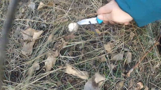 НОЯБРЬ А ГРИБОВ ПОЛНО. СОБИРАЕМ ГРИБЫ В НОЯБРЕ РЯДОВКА СИНЯЯ НОЖКА смотреть онлайн